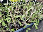 Tomates à repiquer coeur de bœuf et grosse rouge, Tuin en Terras, Ophalen