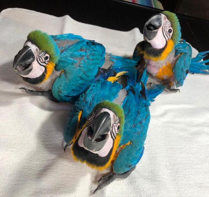 Tamme baby blauw gele Ara's met DNA en getest op alle ziekte, Dieren en Toebehoren, Vogels | Parkieten en Papegaaien, Papegaai