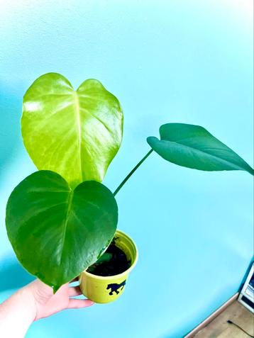 Monstera Deliciosa beschikbaar voor biedingen