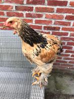 Brahma groothoender Buff Zwart haantje, Dieren en Toebehoren, Pluimvee, Mannelijk, Kip