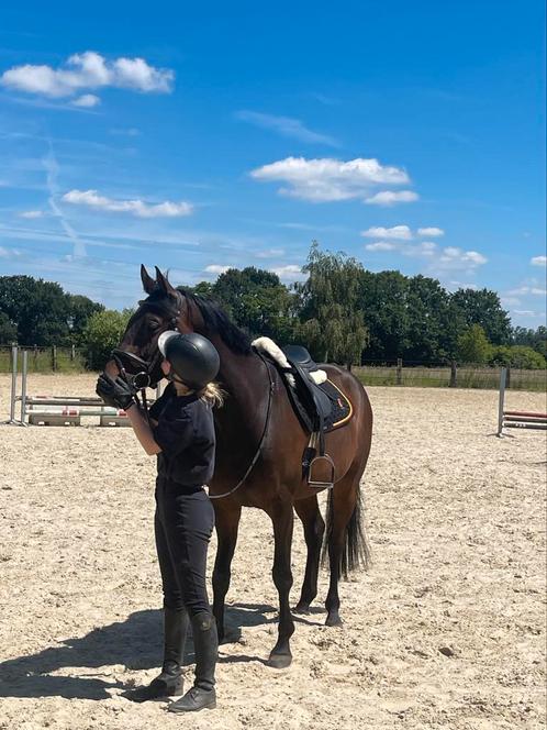 Paardrijd lesgever aangeboden, Dieren en Toebehoren, Paarden