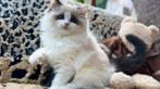 Uitzonderlijk lieve en mooie seal Bi color Ragdoll kitten !, Dieren en Toebehoren, Katten en Kittens | Raskatten | Langhaar, Poes