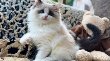 Uitzonderlijk lieve en mooie seal Bi color Ragdoll kitten ! beschikbaar voor biedingen
