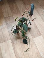 Philodendron micans te koop, Huis en Inrichting, Kamerplanten, Ophalen