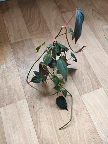 Philodendron micans te koop beschikbaar voor biedingen