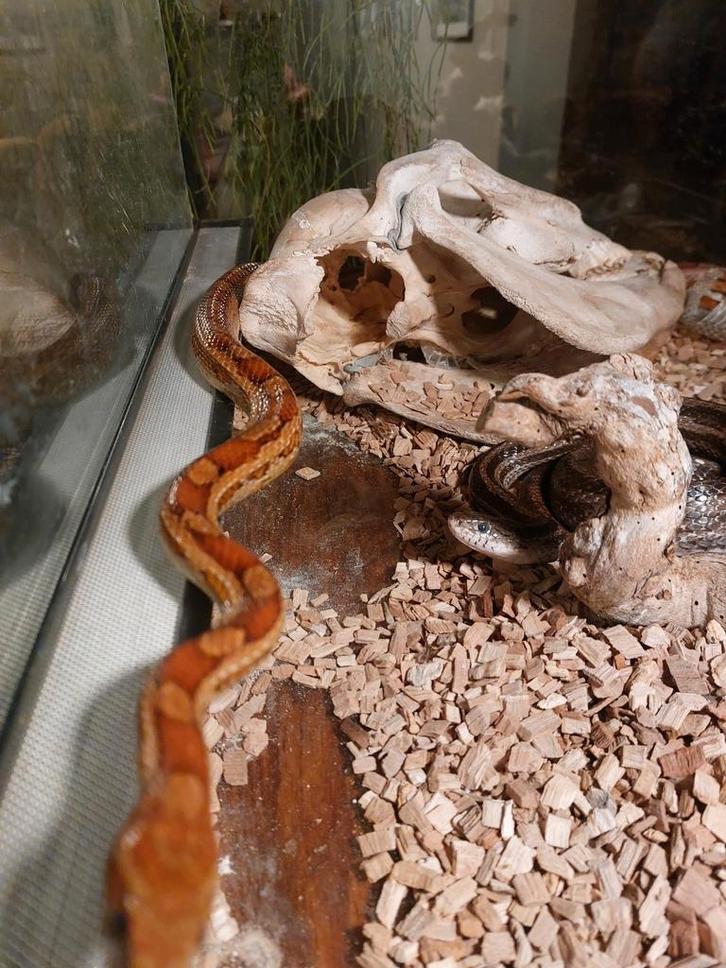 Elaphe gutata of korenslang, Dieren en Toebehoren, Reptielen en Amfibieën