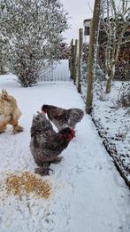Twee grijze Cochin haantjes, Dieren en Toebehoren, Pluimvee, Mannelijk, Kip