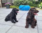 engelse cocker pups, Dieren en Toebehoren, België, 15 weken tot 1 jaar, Reu, CDV (hondenziekte)