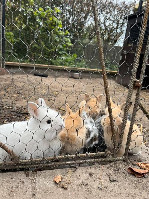 Konijntjes, Dieren en Toebehoren, Konijnen, Klein, Meerdere dieren, 0 tot 2 jaar, Hangoor