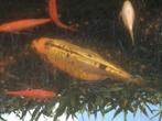 koi  vijvervis   ongeveer 50cm, Animaux & Accessoires, Poissons | Poissons d'étang, Carpe ou Koï