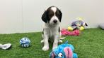 Engelse Cocker x Kooikerhondje pups, België, CDV (hondenziekte), 8 tot 15 weken, Meerdere