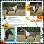 Ter dekking., Meerdere dieren, Met stamboom