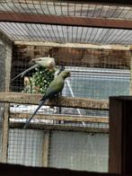 halsbanden, Dieren en Toebehoren, Meerdere dieren, Papegaai, Geringd