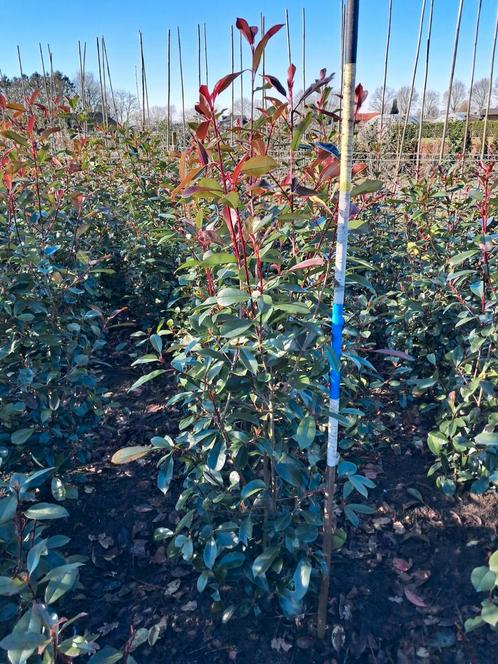 photinia red robin glansmispel mooie struiken!, Tuin en Terras, Planten | Struiken en Hagen, Haag, Ophalen of Verzenden