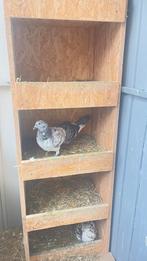Pigeon, Dieren en Toebehoren, Postduif