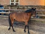 Mooie drachtige new Forest merrie, Dieren en Toebehoren, Merrie, Gechipt, Onbeleerd, 11 jaar of ouder