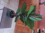 Plante artificielle  avec pot en céramique. H 76 cm, Maison & Meubles, Accessoires pour la Maison | Plantes & Fleurs artificielles