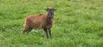 Soay ooi lam, Dieren en Toebehoren, Schapen, Geiten en Varkens