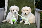 Prachtige Golden Retriever pupjes, Dieren en Toebehoren, Honden | Retrievers, Spaniëls en Waterhonden, Golden retriever, België