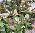 Hortensia's wit en roze., Tuin en Terras, Ophalen