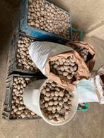 Pootgoed planters fontane  Challenger, Zakelijke goederen, Landbouw | Aardappelen, Groenten, Fruit en Vlees, Ophalen