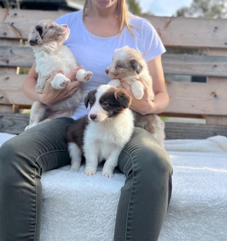 Prachtige border collie pups, Dieren en Toebehoren, Honden | Herdershonden en Veedrijvers, Meerdere dieren, Collie, Fokker | Professioneel