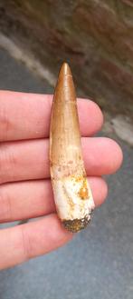 Spinosaurus tand, dinosaurus fossiel, Verzamelen, Mineralen en Fossielen, Ophalen of Verzenden, Fossiel
