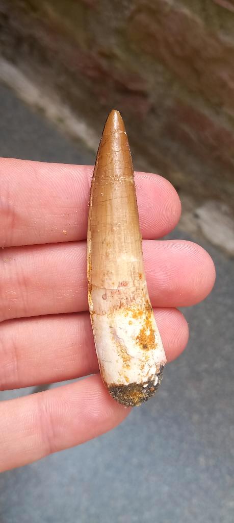 Spinosaurus tand, dinosaurus fossiel, Verzamelen, Mineralen en Fossielen, Fossiel, Ophalen of Verzenden