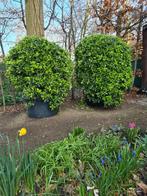 2 kardinaalsmuts of Euonymus planten., Tuin en Terras, Overige soorten, Struik, Ophalen, 100 tot 250 cm