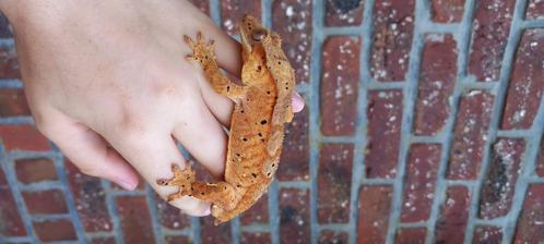 1.0 Pet Only Brindle Dalmatian wimpergekko man, Dieren en Toebehoren, Reptielen en Amfibieën, Hagedis, 0 tot 2 jaar, Tam