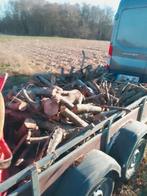 Beuk, Tuin en Terras, Ophalen of Verzenden