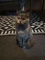 British Shorthair une tortie bleue (tortue bleue), Animaux & Accessoires, Chatte ou Chat, 0 à 2 ans