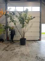 Prachtige sierkers – roze bloesem (P s ‘Kanzan’) 400-450 m, Ophalen, Winter