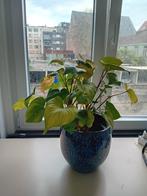 Mooie gezonde plant in keramieke pot., Huis en Inrichting, Ophalen