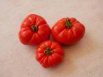 Tomatenplanten, Tuin en Terras, Planten | Tuinplanten, Ophalen, Volle zon, Groenteplanten, Eenjarig