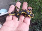 Vuursalamanders, Amphibien, 3 à 6 ans