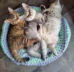 Brits korthaar tabby's met stamboom, Dieren en Toebehoren, Meerdere dieren, Gechipt, 0 tot 2 jaar