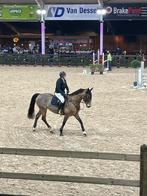 Lease paard merrie, Animaux & Accessoires, Chevaux, 11 ans ou plus, 165 à 170 cm, Avec pedigree, Ne s'applique pas