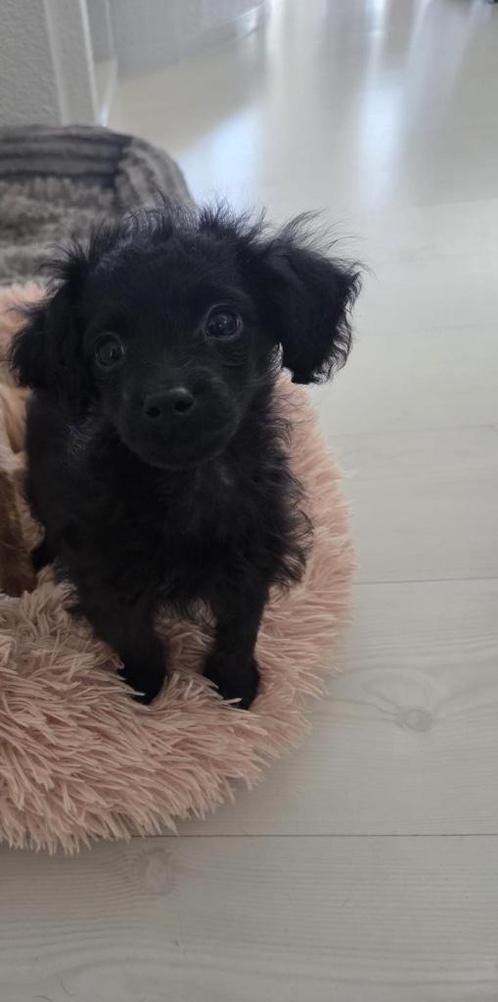 Lieve Cavapoo pup beschikbaar ( dwerg poedel x cavallier), Dieren en Toebehoren, Honden | Chihuahua's en Gezelschapshonden, Meerdere dieren