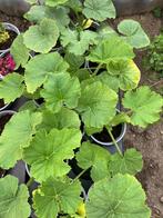 Pompoenplanten, Ophalen, Eenjarig, Volle zon