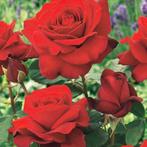 Des roses merveilleusement parfumées, Jardin & Terrasse, Printemps, Enlèvement, Autres espèces, Mi-ombre