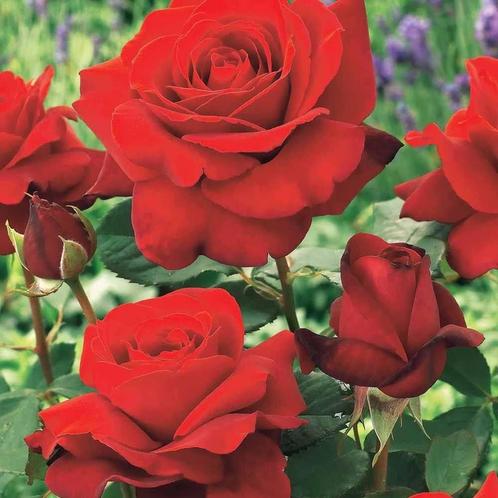Des roses merveilleusement parfumées, Jardin & Terrasse, Plantes | Jardin, Plante fixe, Autres espèces, Mi-ombre, Printemps, Enlèvement