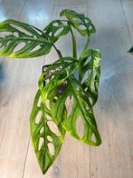Monstera Adansonii Indonesian Marble Variegata, Huis en Inrichting, Kamerplanten, Ophalen of Verzenden