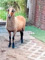 Mooi kameroen schaap ( ooi ), Dieren en Toebehoren, Schapen, Geiten en Varkens, Schaap