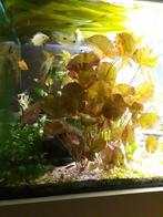 Nenuphar rouge (Nymphea) pour aquarium, Ophalen, Nieuw, Plant(en), Steen of Hout