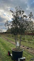 Quercus ilex meerstam, Tuin en Terras, Ophalen
