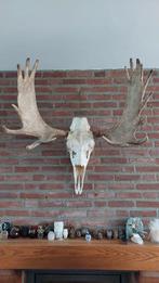 trophée d'élan canadien, Collections, Collections Animaux, Enlèvement, Utilisé, Autres, Crâne