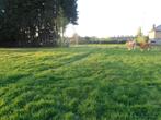 weide te huur, Weidegang