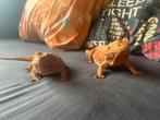 Koppel baardagamen + kot, Dieren en Toebehoren, Reptielen en Amfibieën, Hagedis, Met terrarium, 0 tot 2 jaar