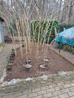 Perizische slaapboom, Tuin en Terras, Ophalen